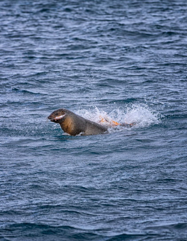 Seal v Octopus 3 CRED SQSnaps